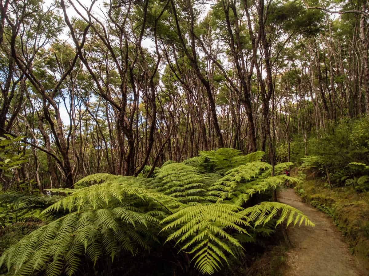Forest walkway with ferns along the Abel Tasman Coastal Track