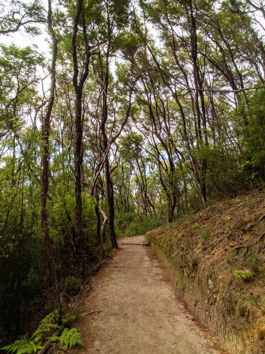 Forest walkway along the Abel Tasman Coastal Track