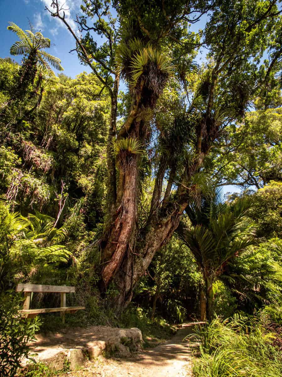 Vegetation along the Wainui Falls Track in Abel Tasman National Park