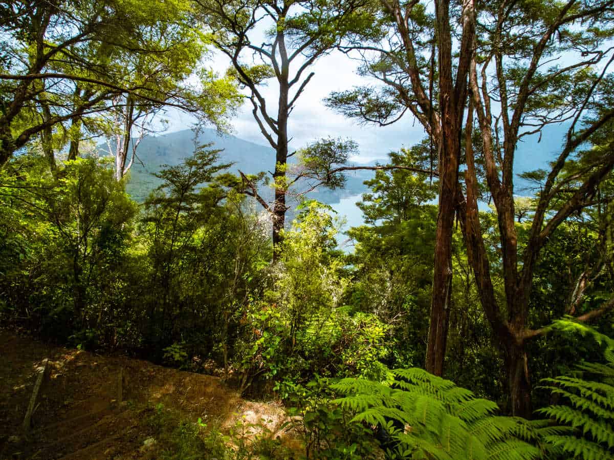 View from the track to the Cullen Point Lookout in the Marlborough Sounds