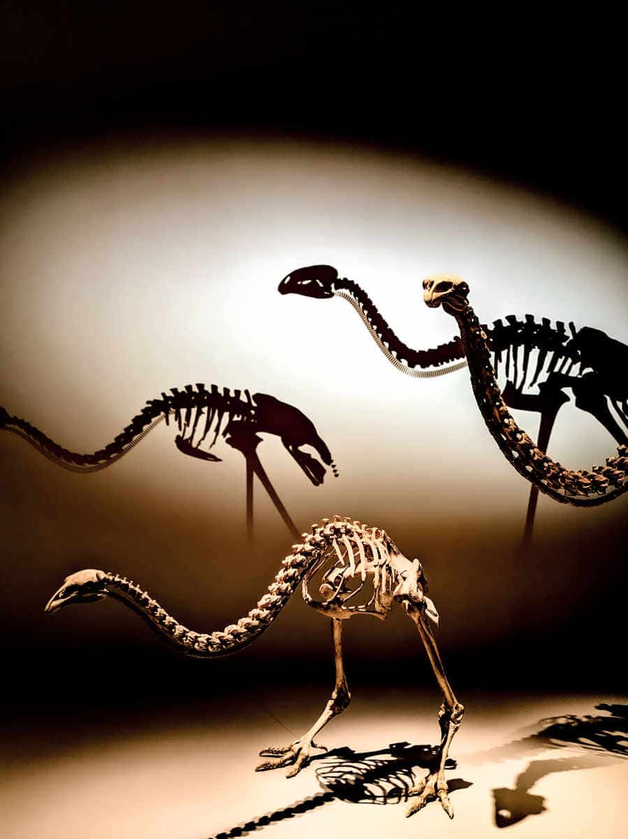 Skeletons of indigenous animals at the Te Papa museum in Wellington