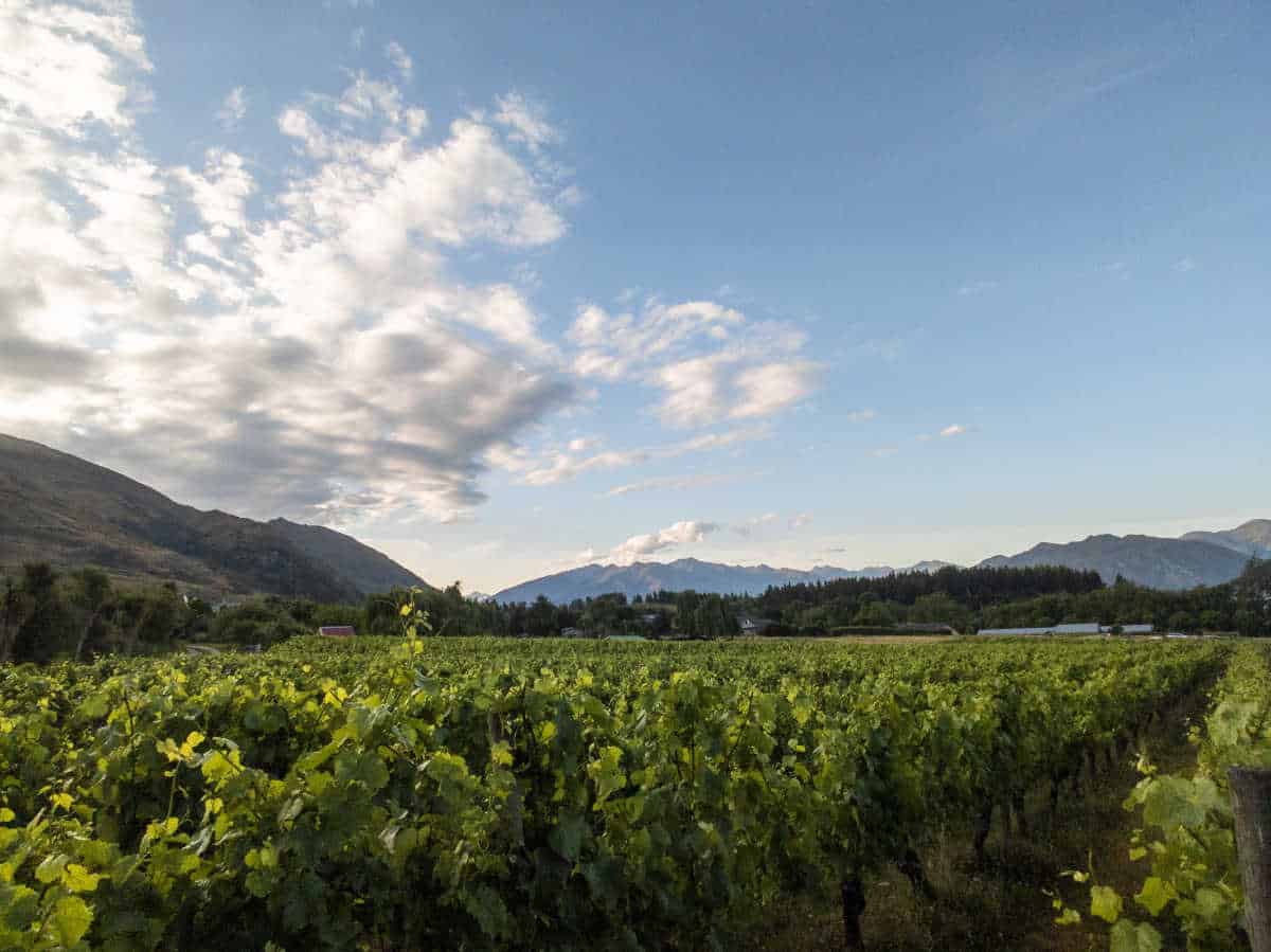 Vineyards close to our holiday park in Wanaka