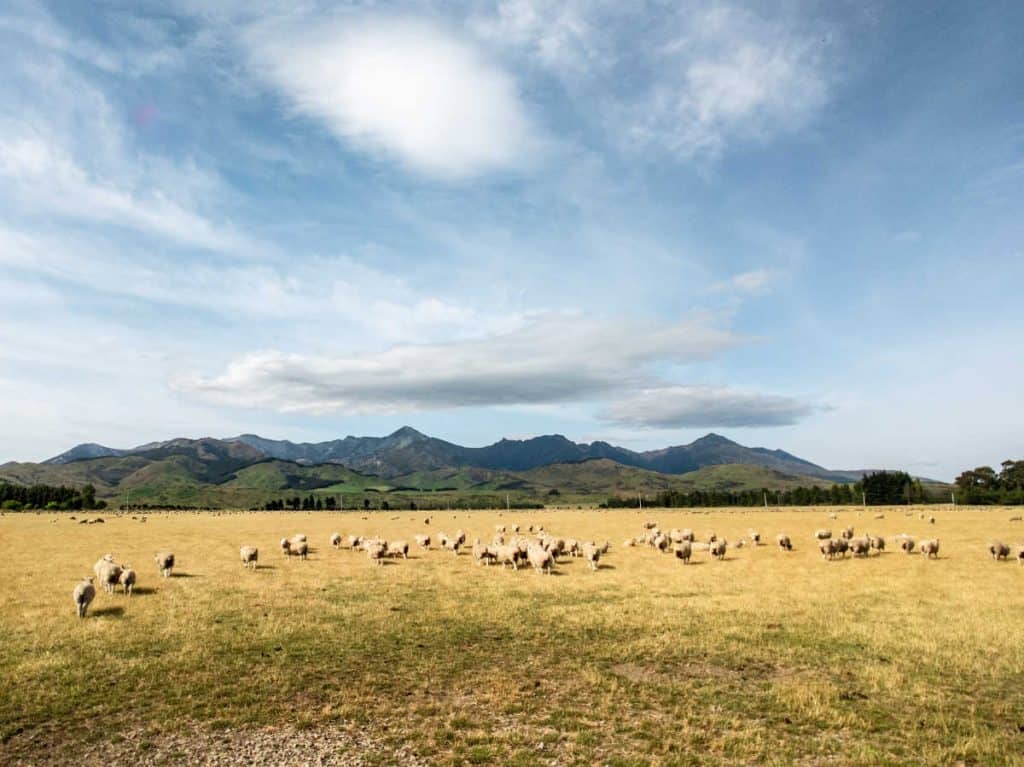 Random sheep herd near The Key on the South Island of New Zealand