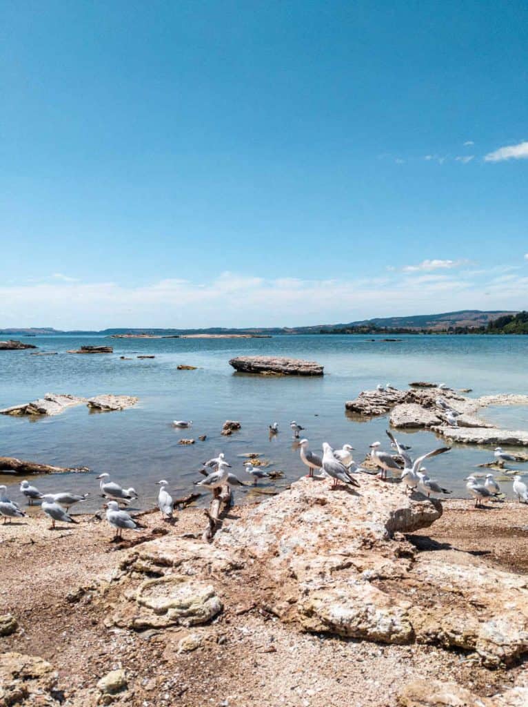 Sulphur Point in Rotorua, New Zealand