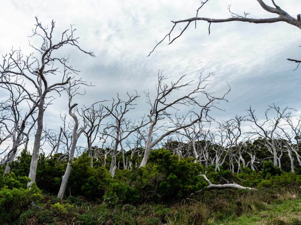 Dead trees at Cape Otway along the Great Ocean Road