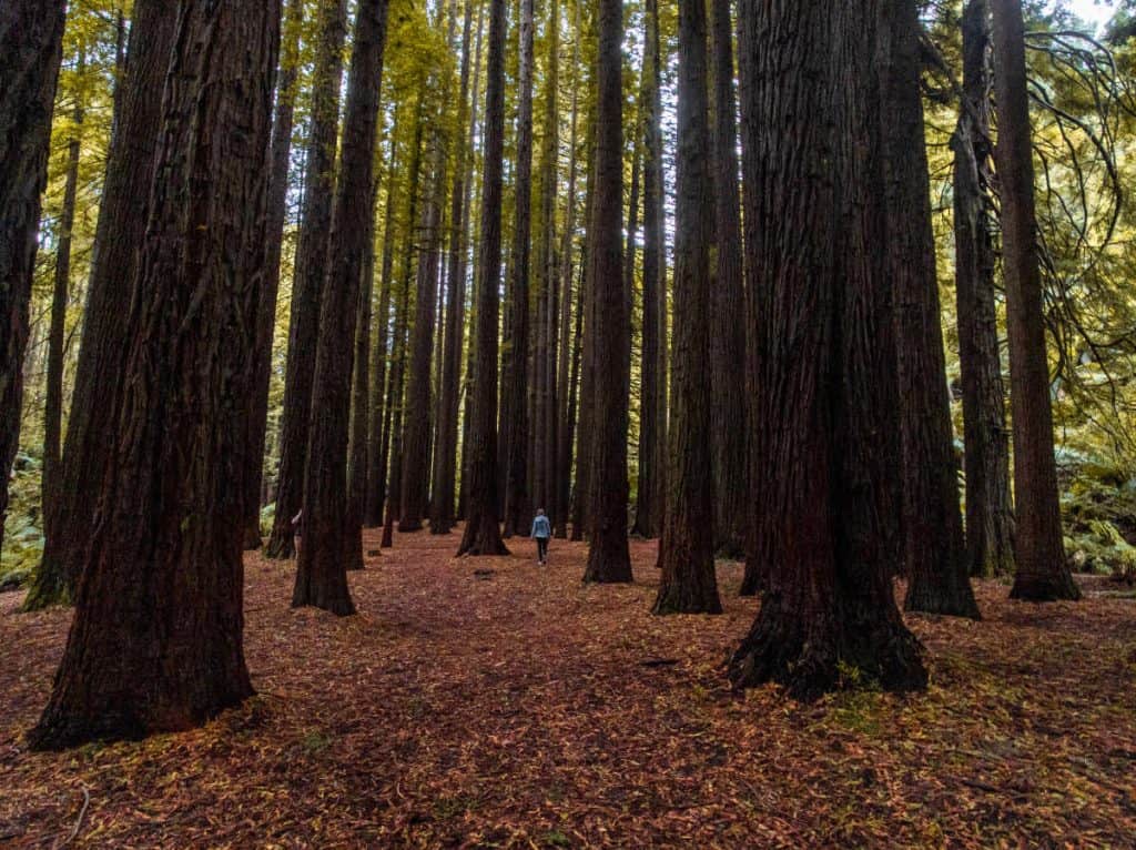 Californian redwoods in the Otways along the Great Ocean Road