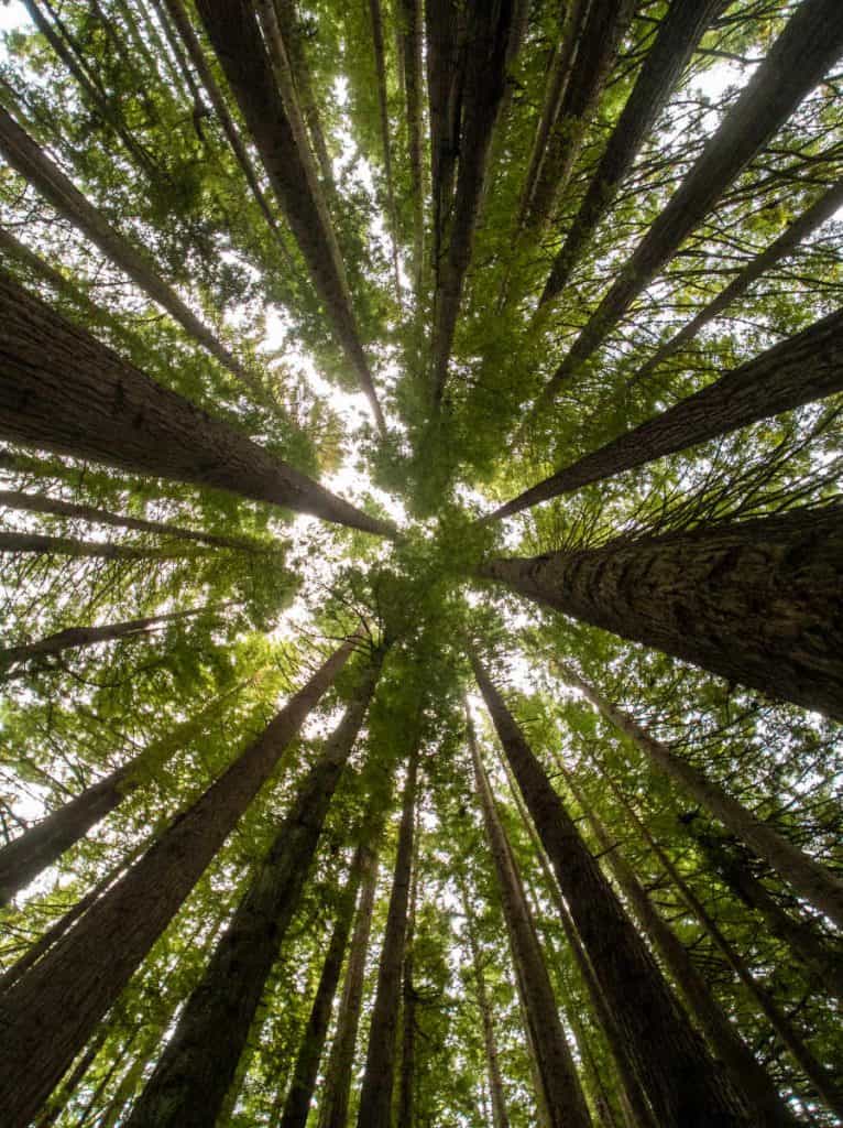 Californian redwoods in the Otways along the Great Ocean Road